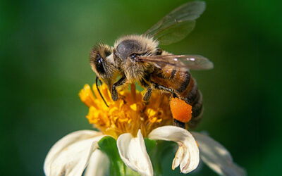 Nueva Ley Apícola N° 21.489 en vigencia