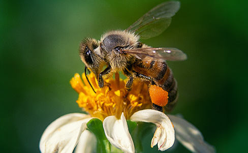 Nueva Ley Apícola N° 21.489 en vigencia